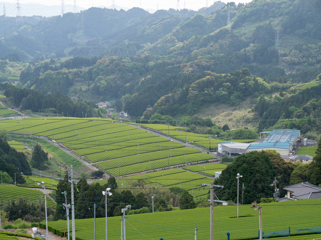The Otsuka tea gardens in the Kawane valley, Shizuoka, Japan